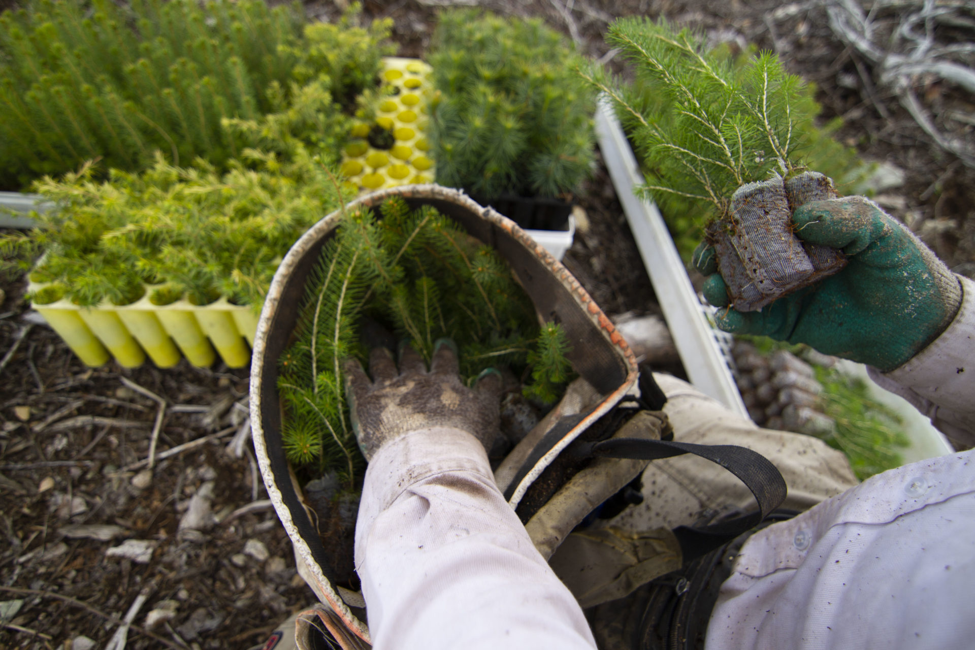 Community Forests International | Home