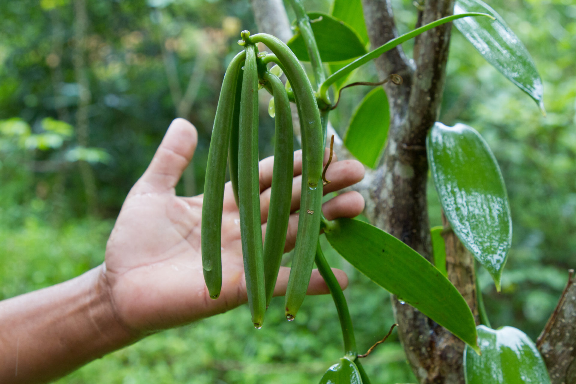 Green vanilla pods hang from a tree.