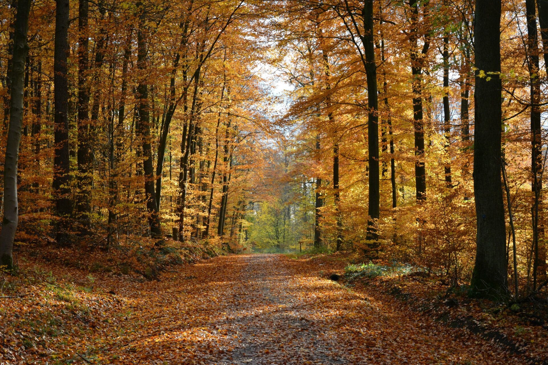 A gravel path through talls trees. The path has orange leaves on it, which have fallen from the surrounding trees.