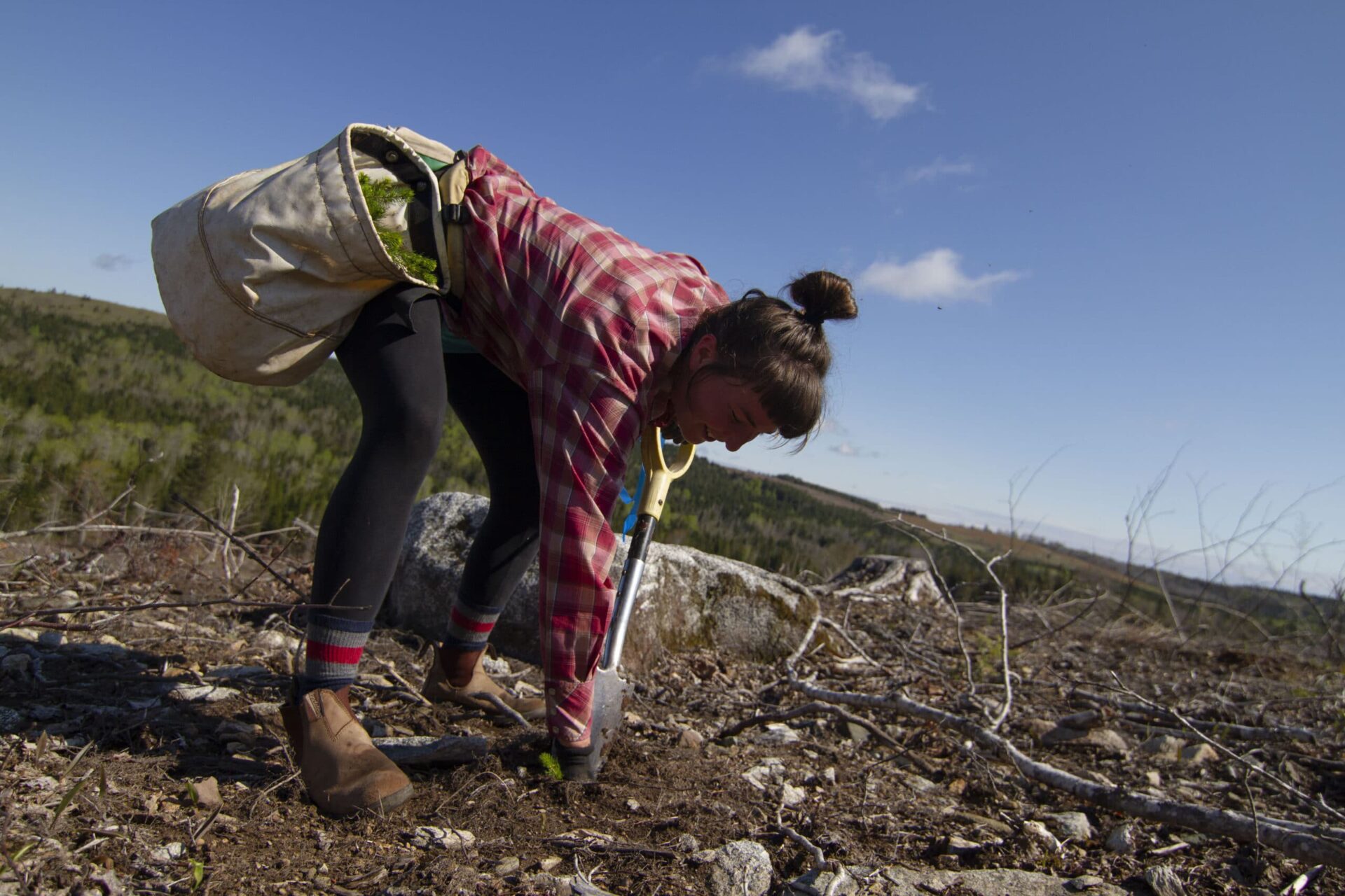 A woman wearing a pink plaid shirt bends over to plant a tree in a clearcut.