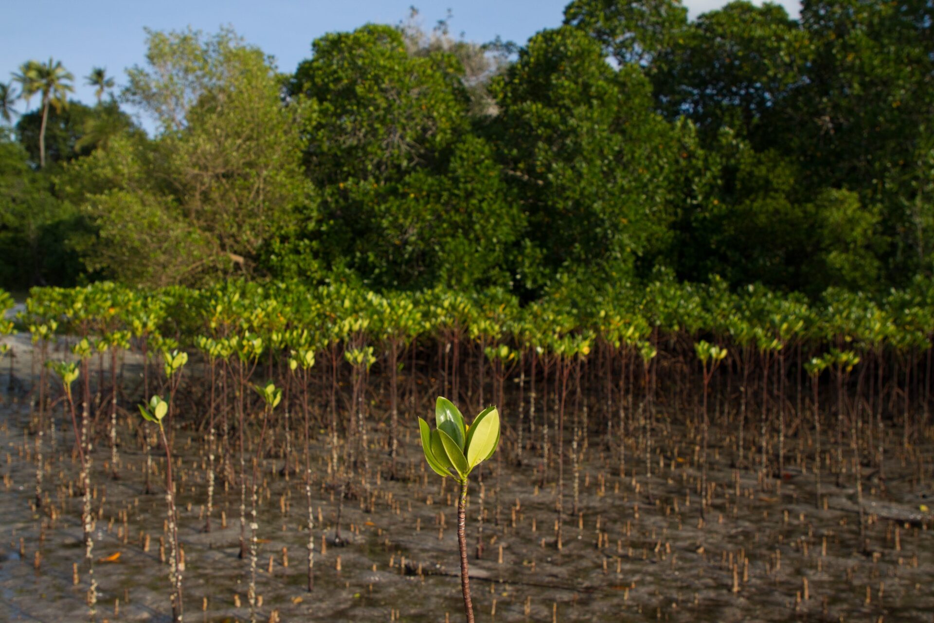 A mangrove seedling up close.