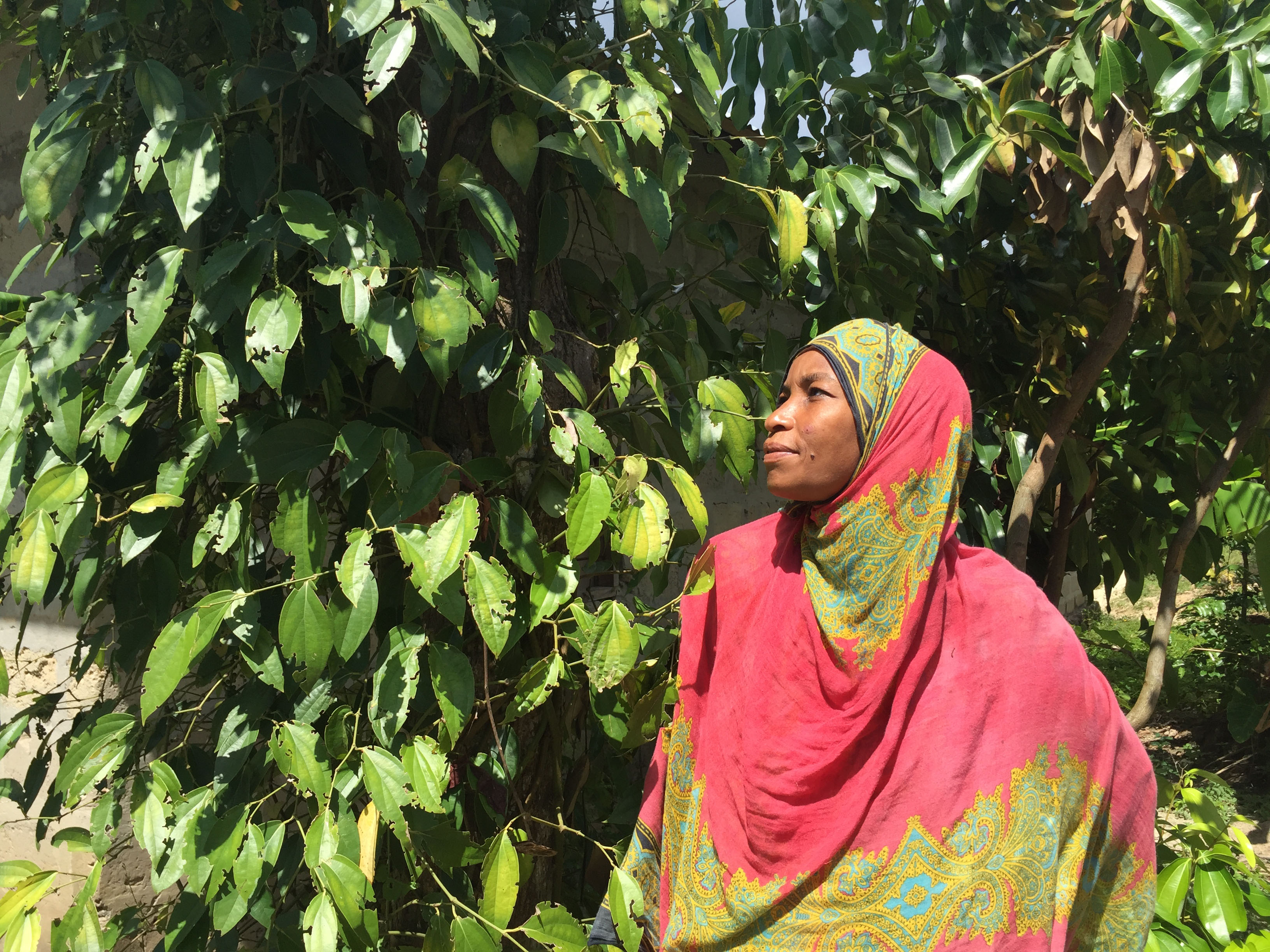 Salma Zaharan from Kiongoni Village with black pepper vines in her garden.