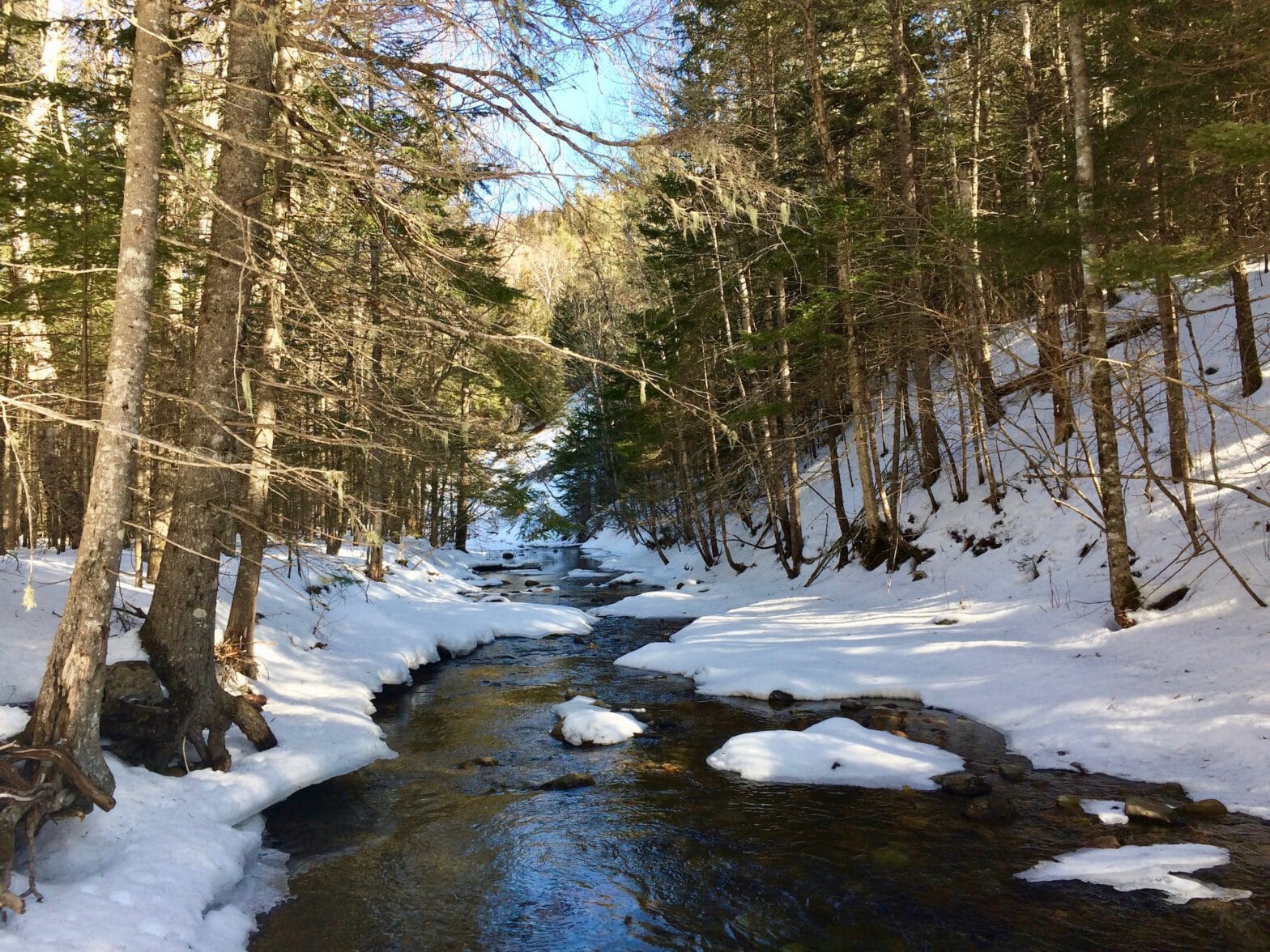 A brook stream through a forest in winter.