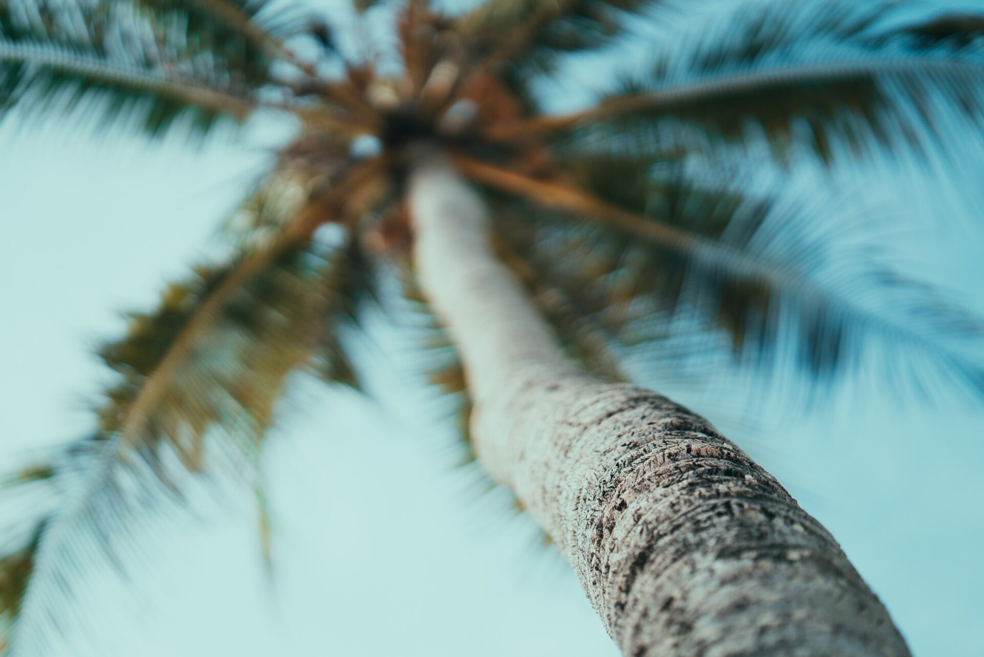 A close-up image of a palm tree taken from below.