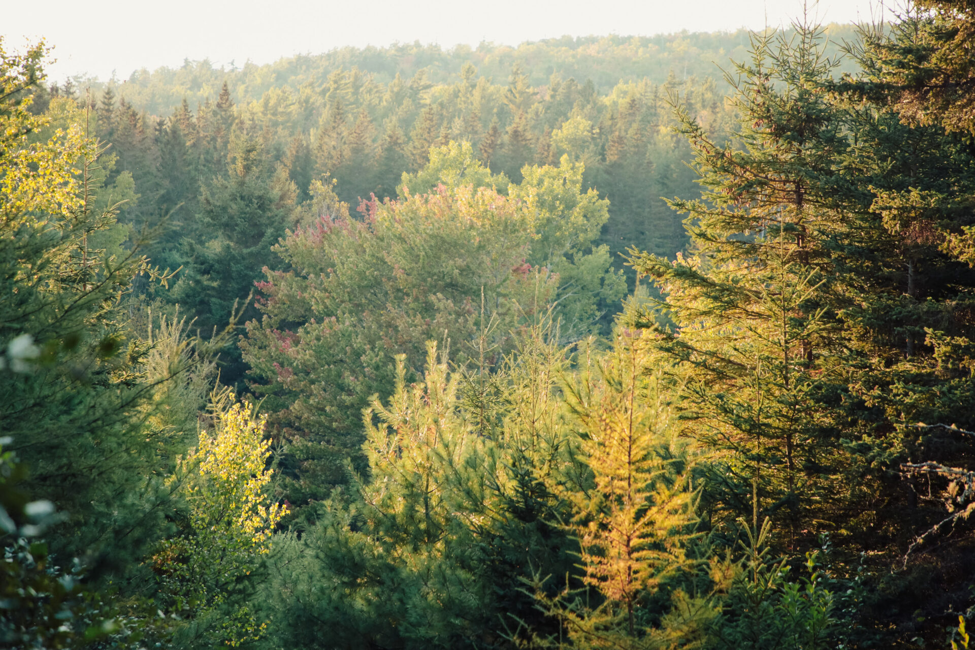 Evergreen trees in various colours of green, yellow, and orange