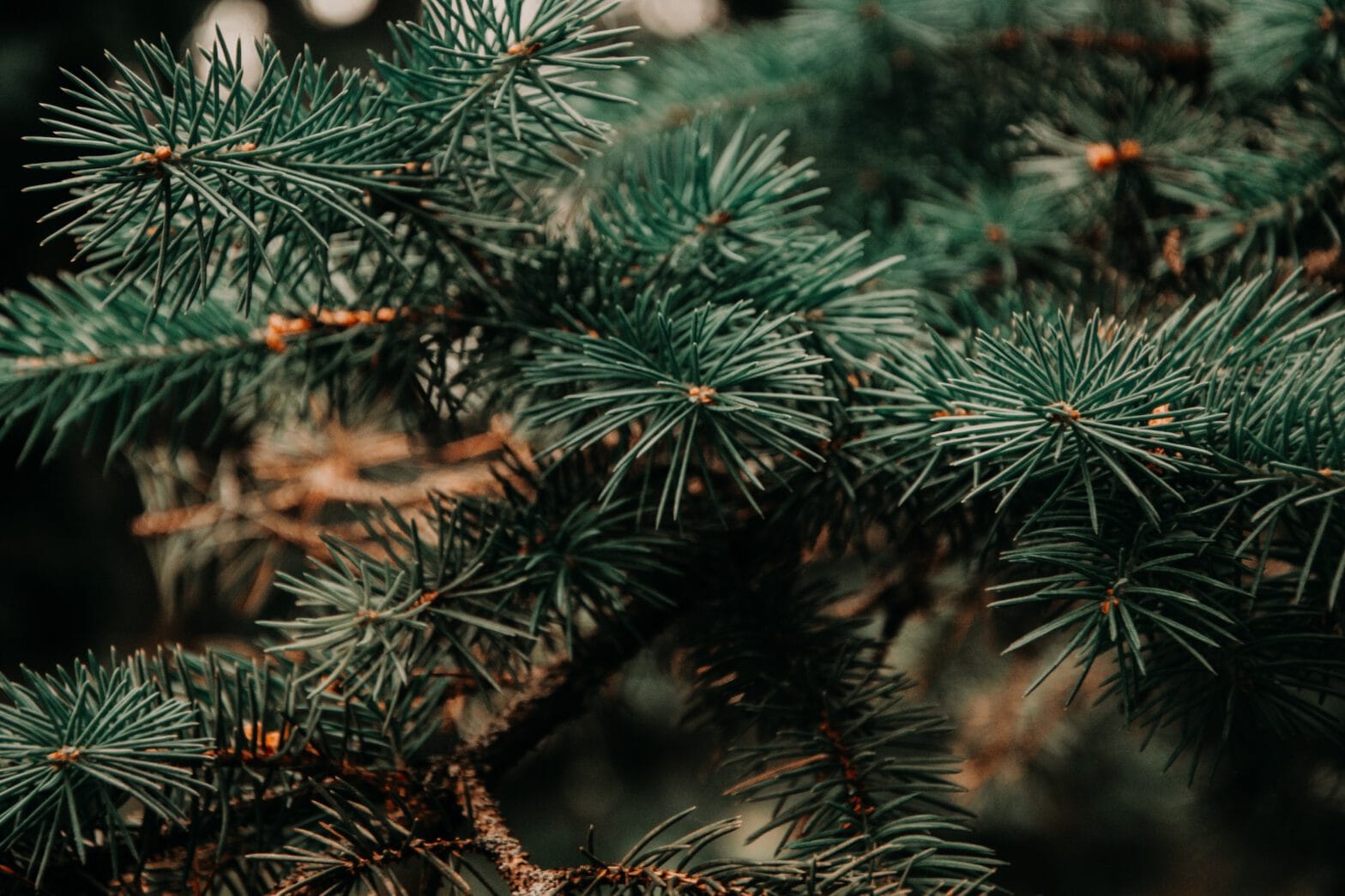 A close up of a tree's needles in a dark forest.
