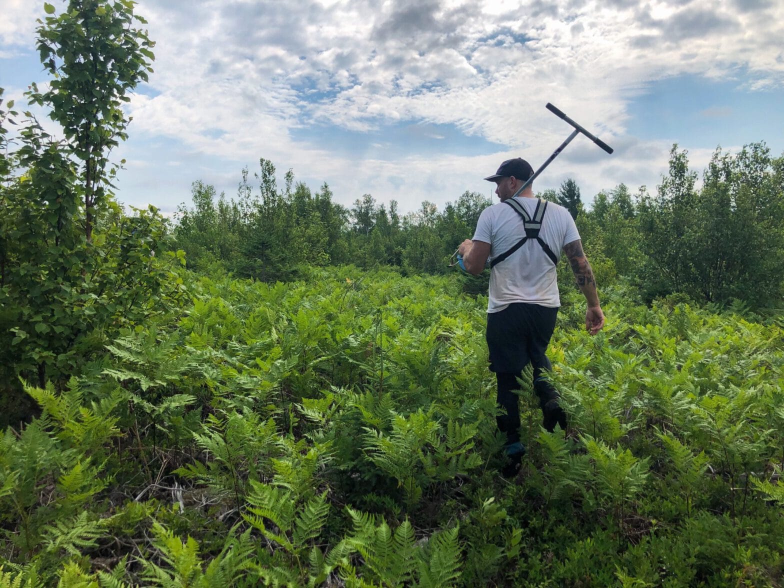 A Community Forests International employee conducts a forest regeneration survey in New Brunswick