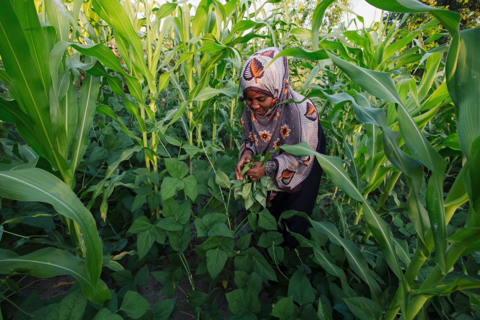 A young Pemban woman inspects her corn crop