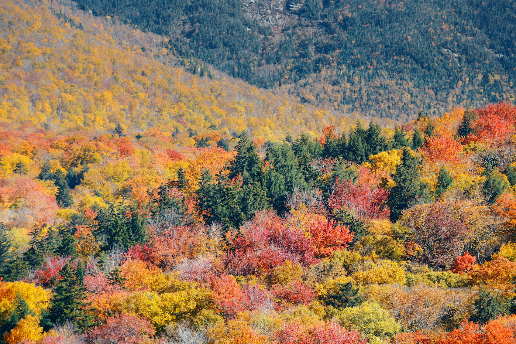 Community Forests International | Home