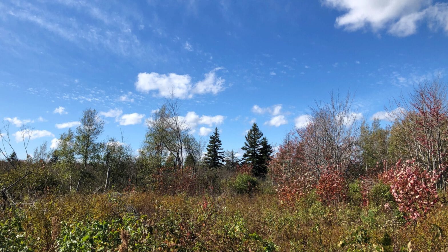 Autumn trees in the Chignecto region
