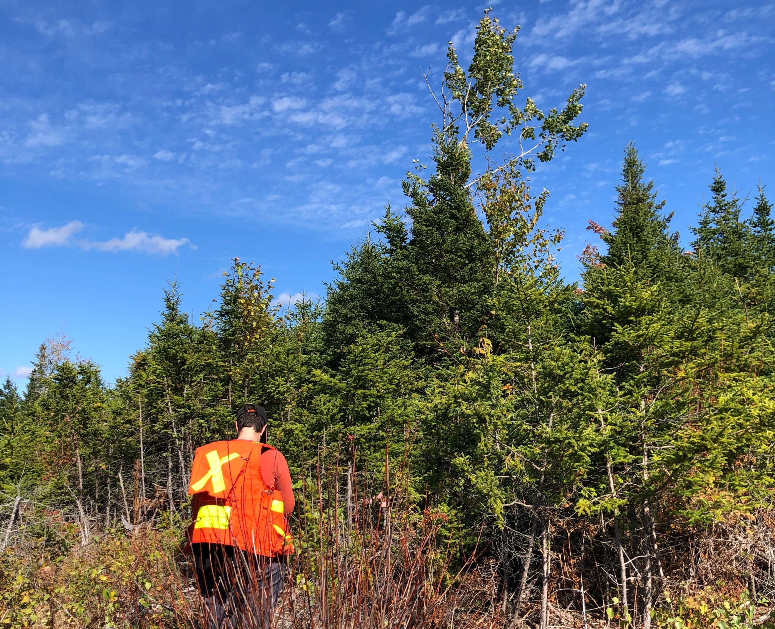 Acadian Forest Manager Megan surveys one of Community Forests' new forests