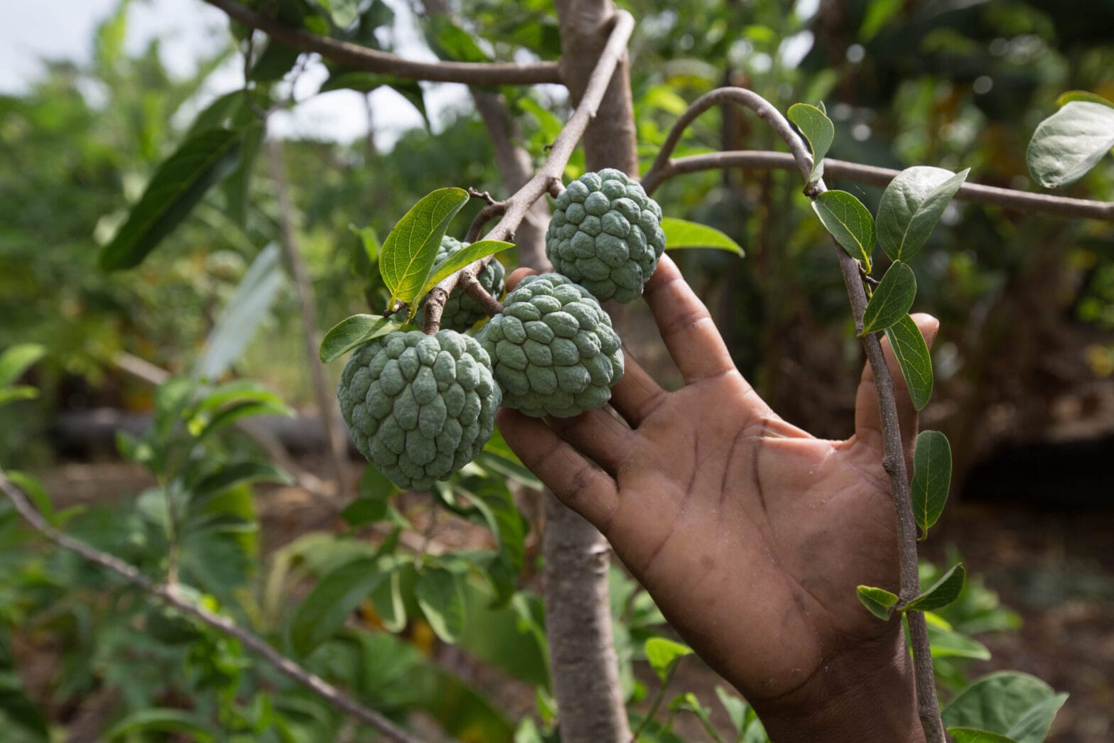 Hand reaching for fruits