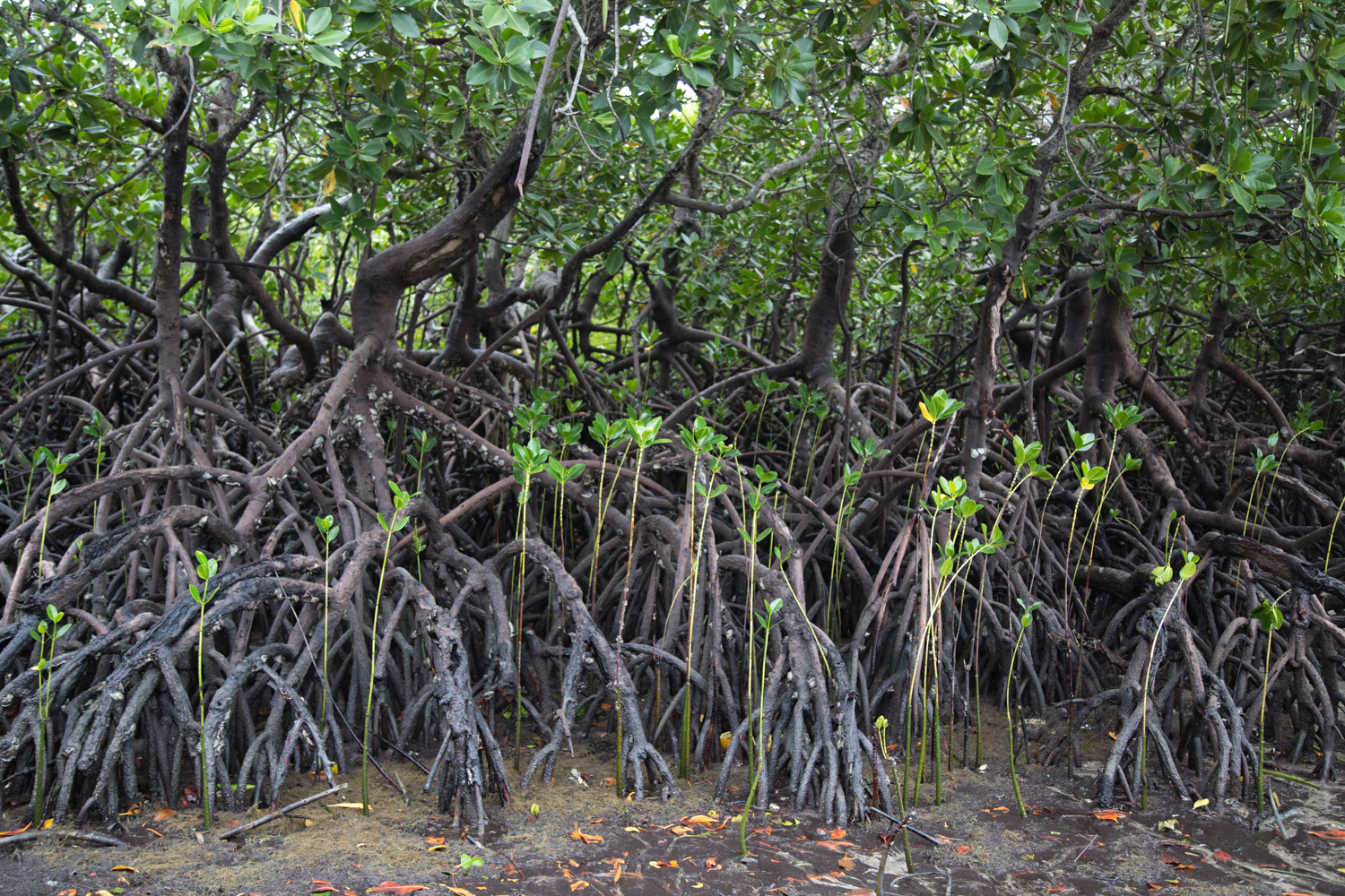 Baby mangroves on the coast