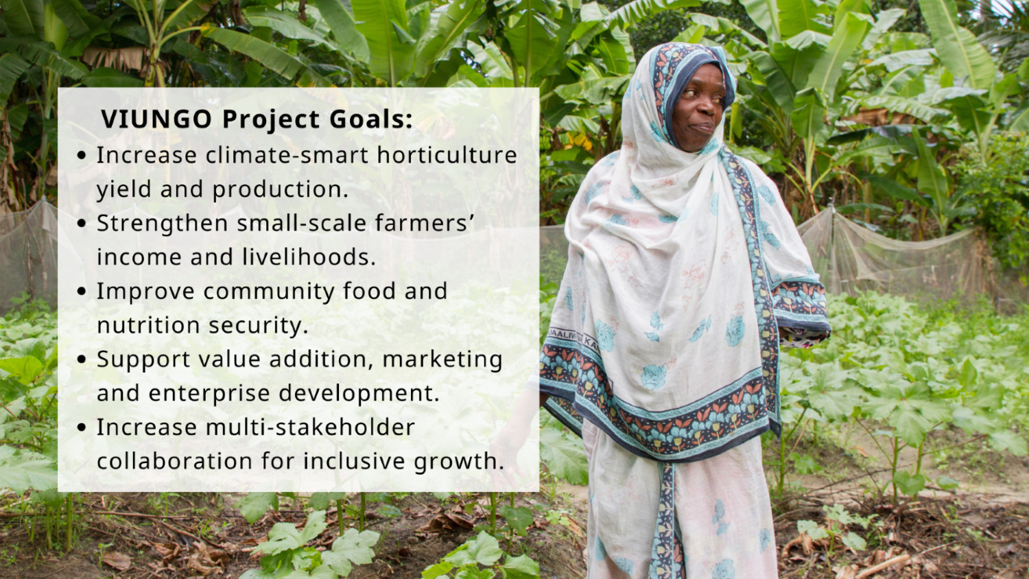 The VIUNGO Project Goals - Increase climate-smart horticulture yield and production. - Strengthen small-scale farmers’ income and livelihoods. - Improve community food and nutrition security. - Support value addition, marketing, and enterprise development. - Increase multi-stakeholder collaboration for inclusive growth.The VIUNGO Project Goals - Increase climate-smart horticulture yield and production. - Strengthen small-scale farmers’ income and livelihoods. - Improve community food and nutrition security. - Support value addition, marketing, and enterprise development. - Increase multi-stakeholder collaboration for inclusive growth.