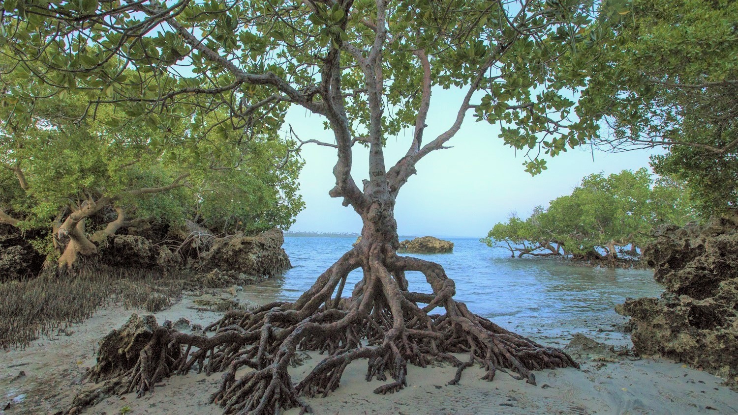 Mangrove Tree on the coast