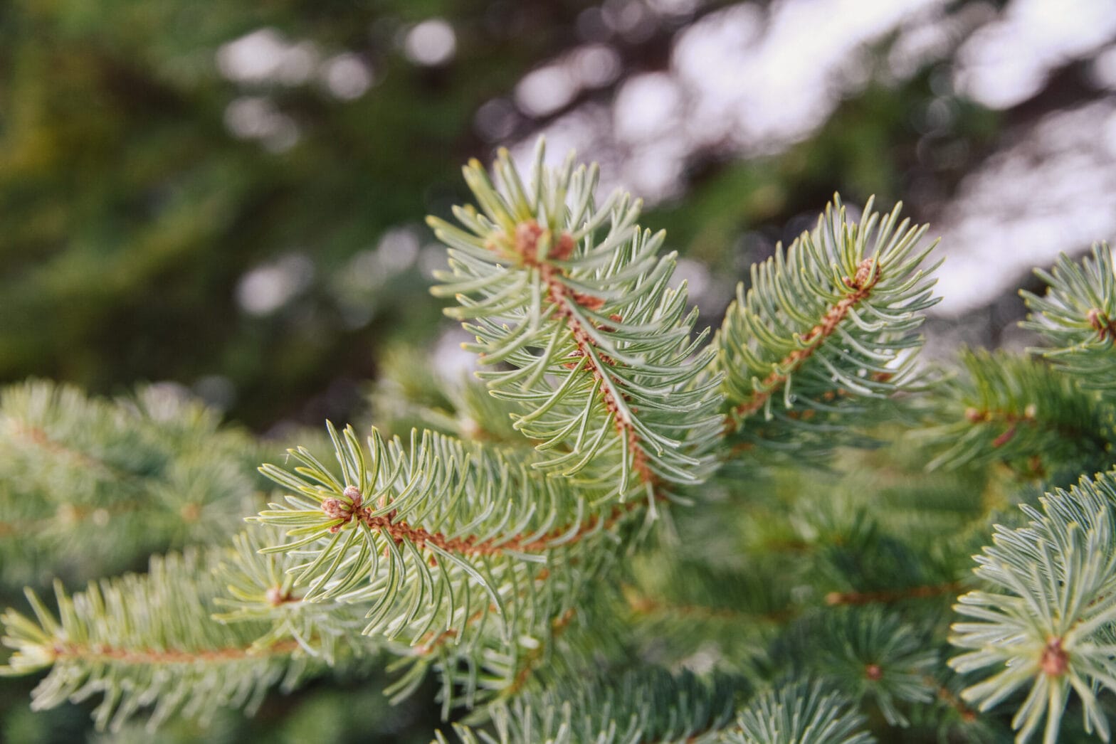 Spruce tree needles