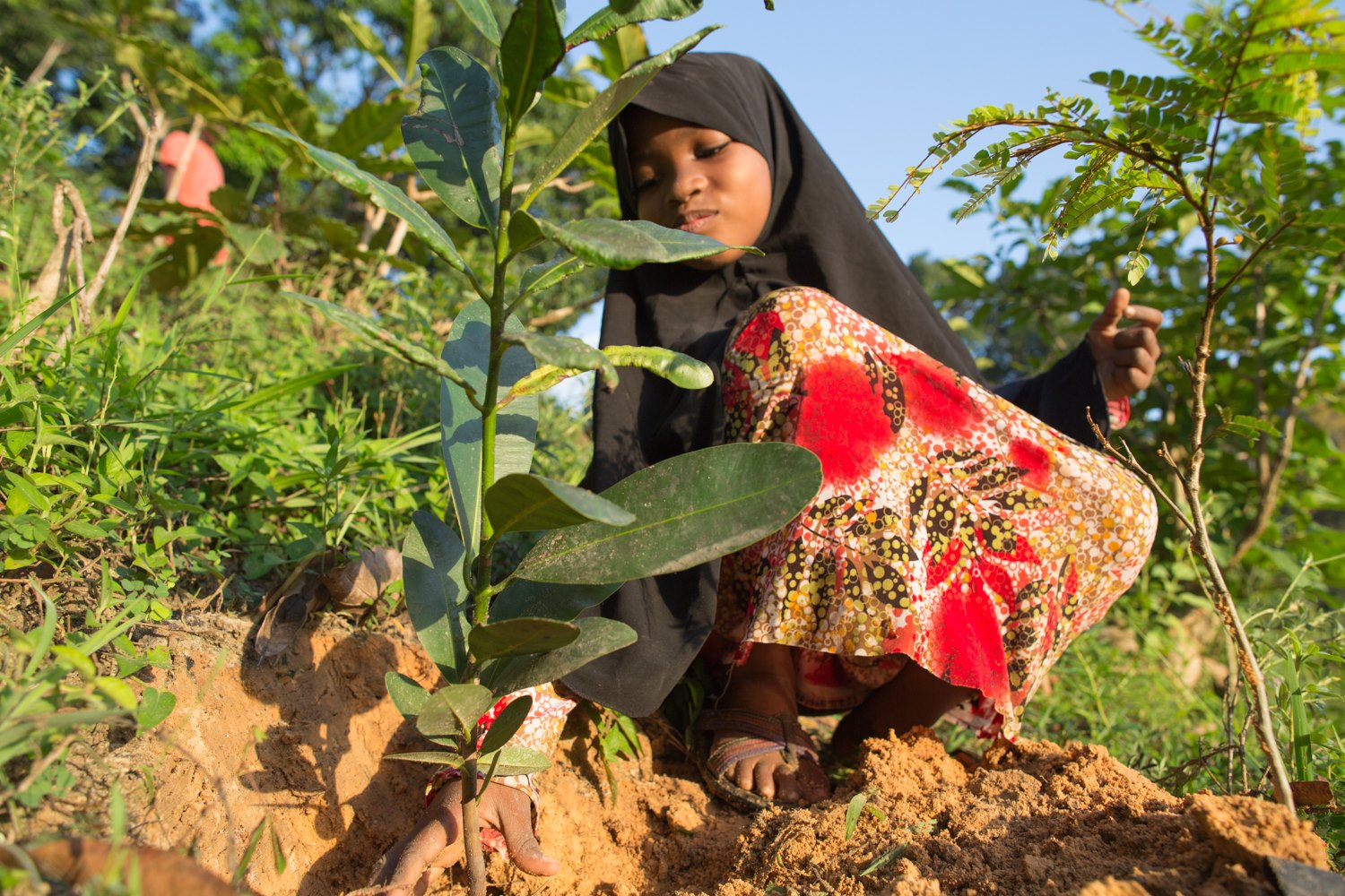Zanzibari woman planting tree seedling