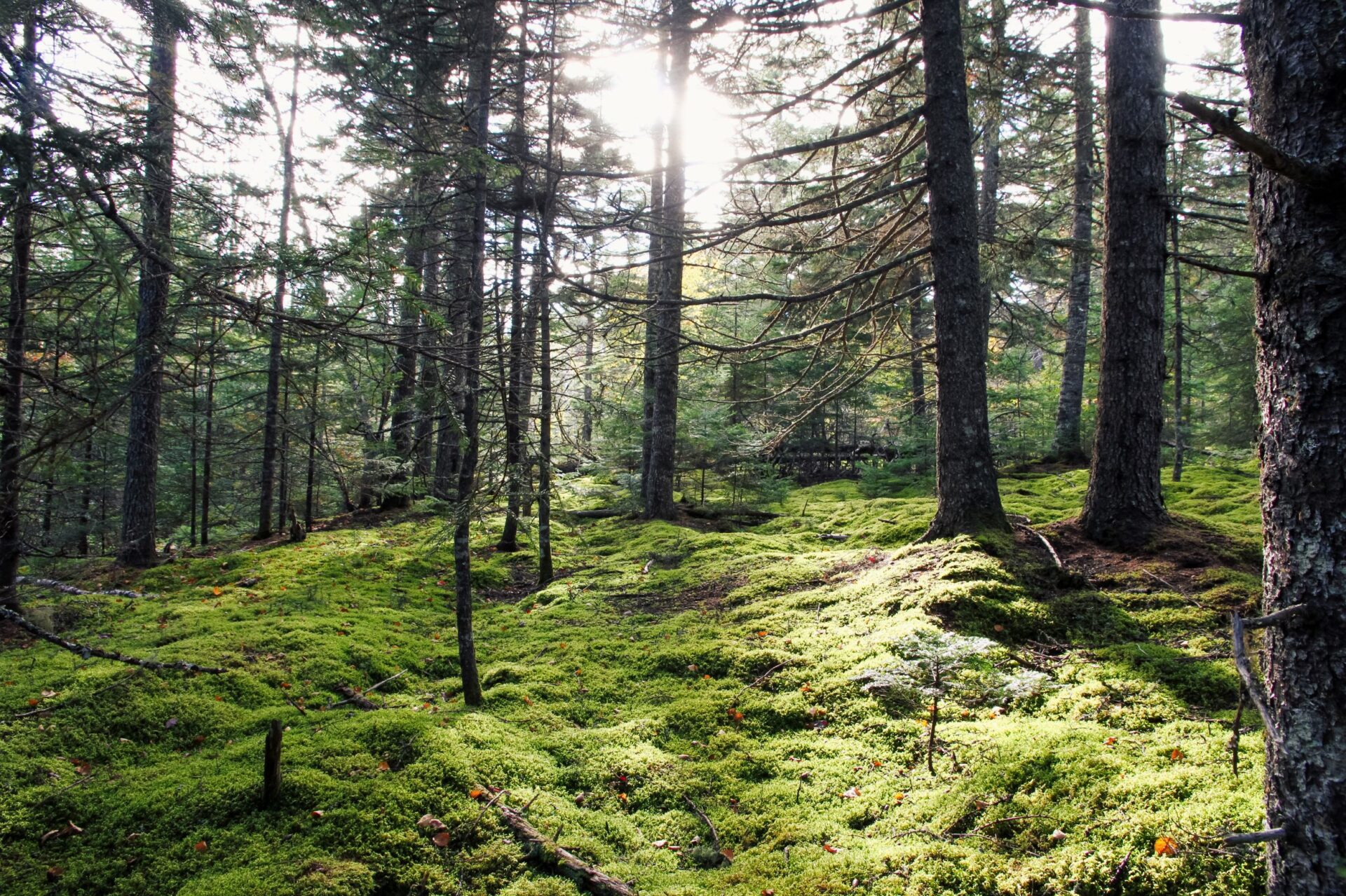 Mossy forest ground with trees and sunlight in background