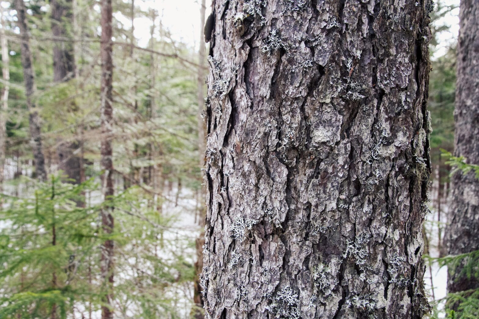 A close up photo of a tree's bark.