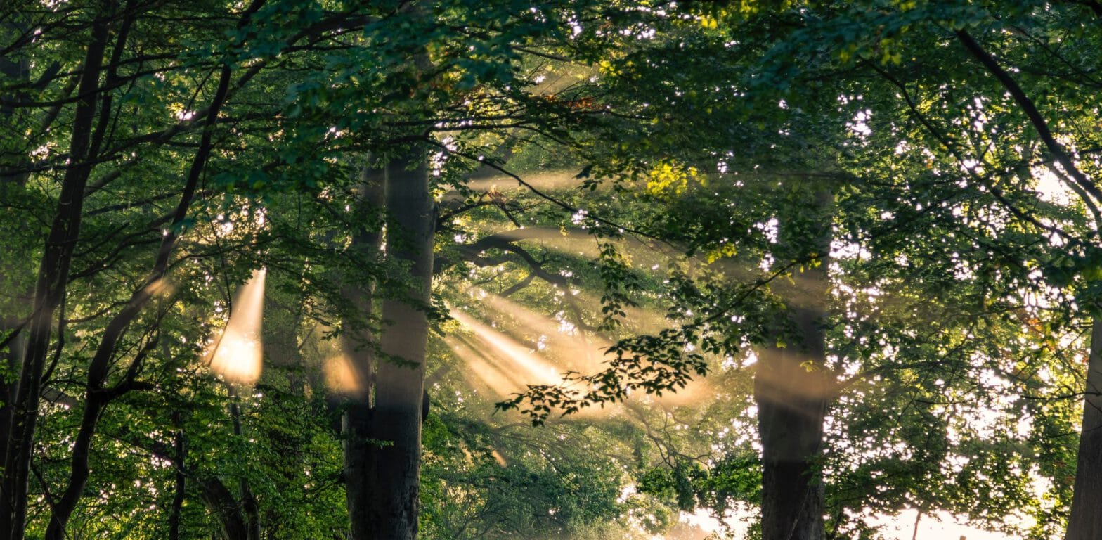 Sunlight filtering through forest canopy.