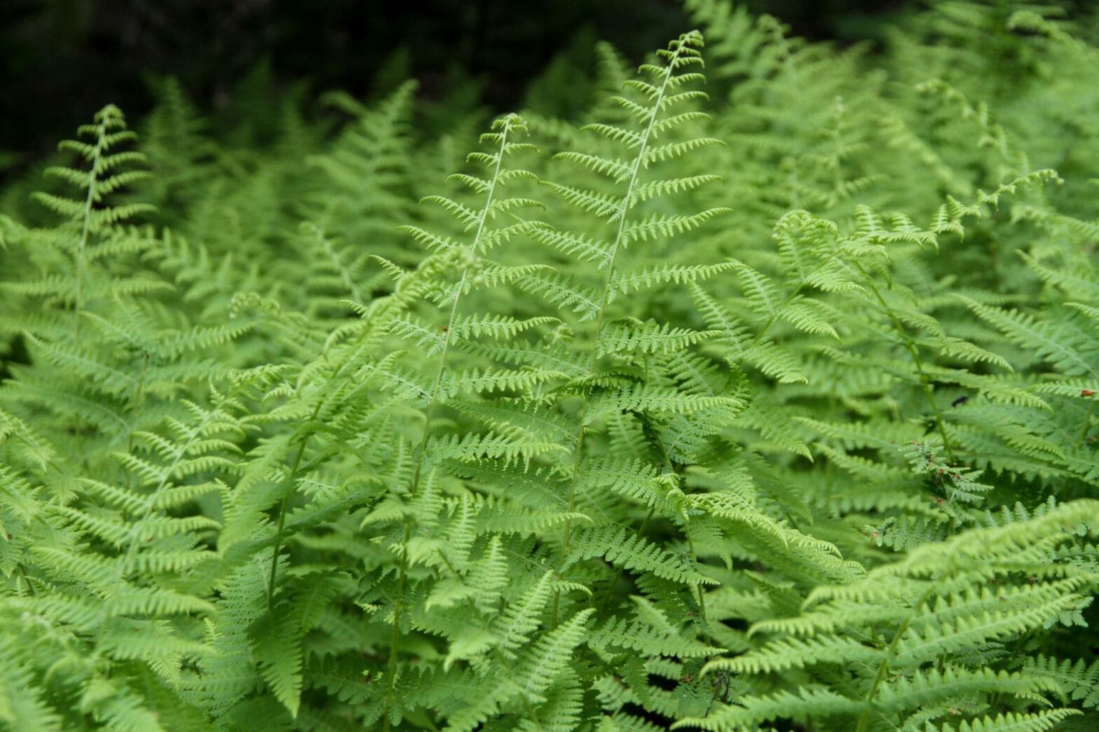 Green fern leaves