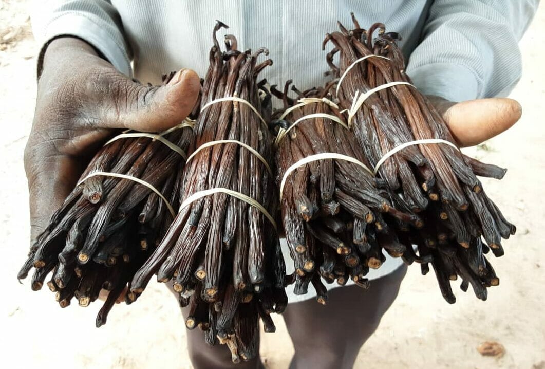 Kassim Kombo Othman from Daya, Mtambwe holds out four bunches of dried vanilla pods.