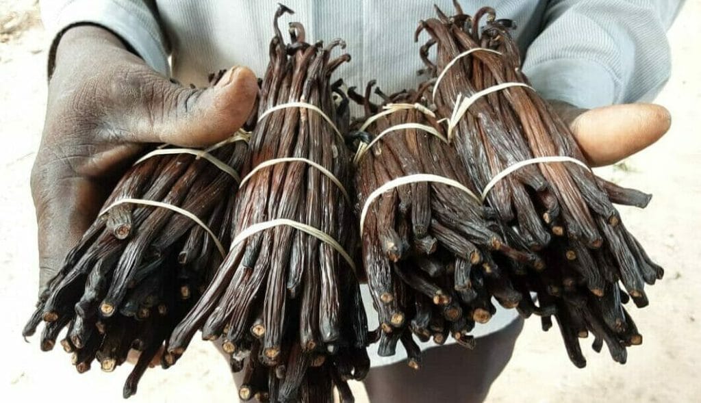 Kassim Kombo Othman from Daya, Mtambwe holds out four bunches of dried vanilla pods.