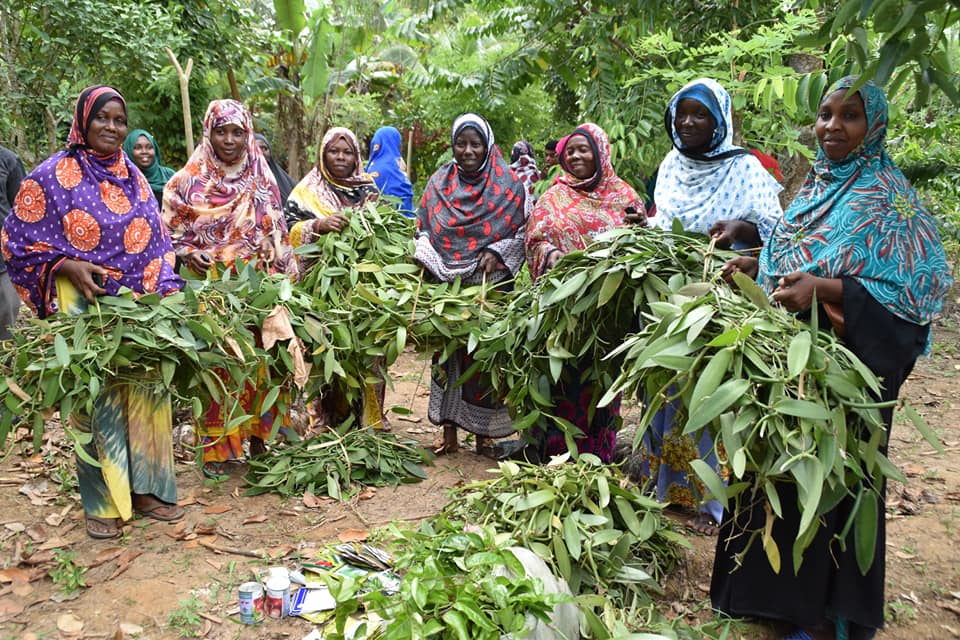 Eight women farmers stand holding bunches of vanilla seedling cuttings.