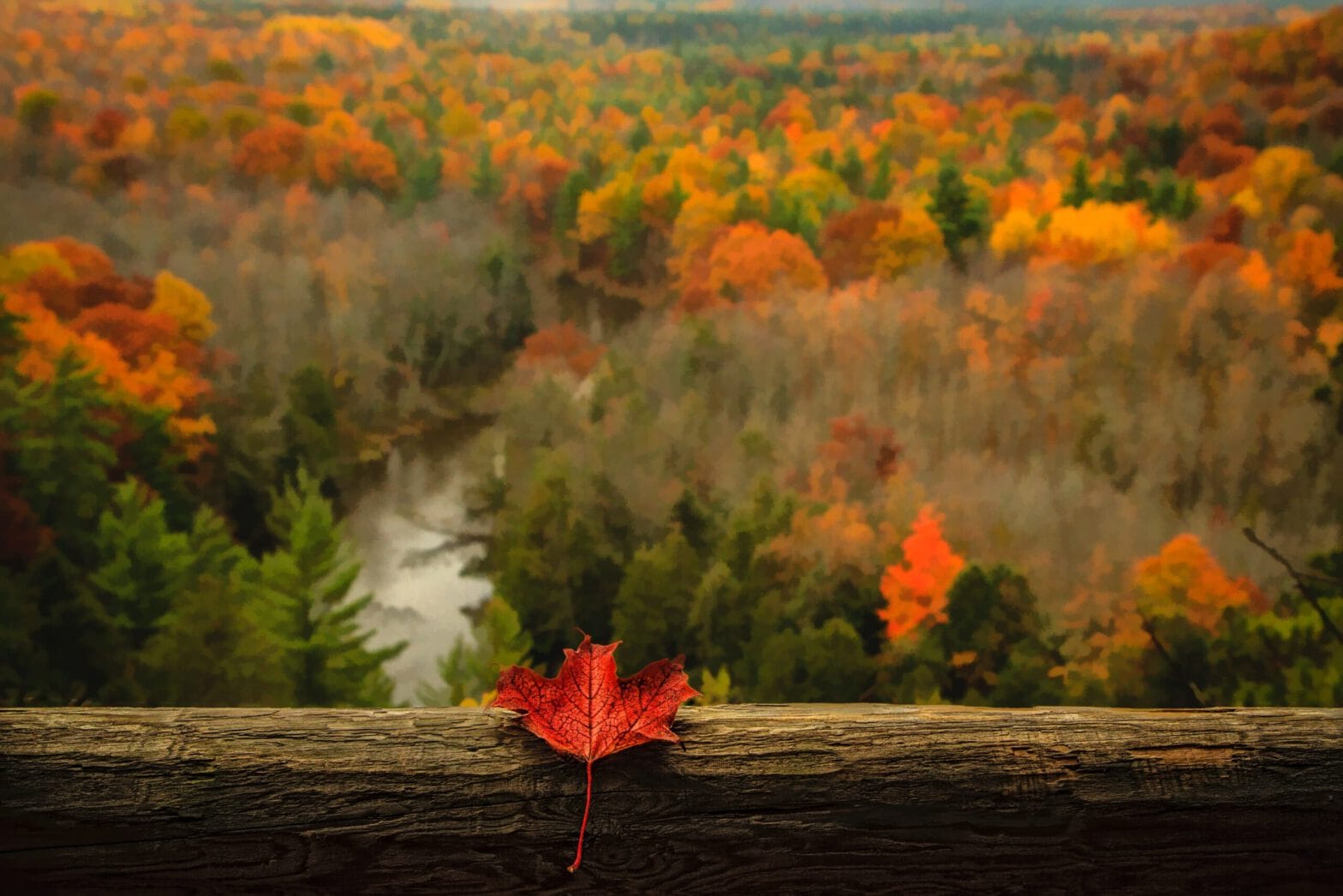Red maple leaves lying on tree log with red and orange trees in background