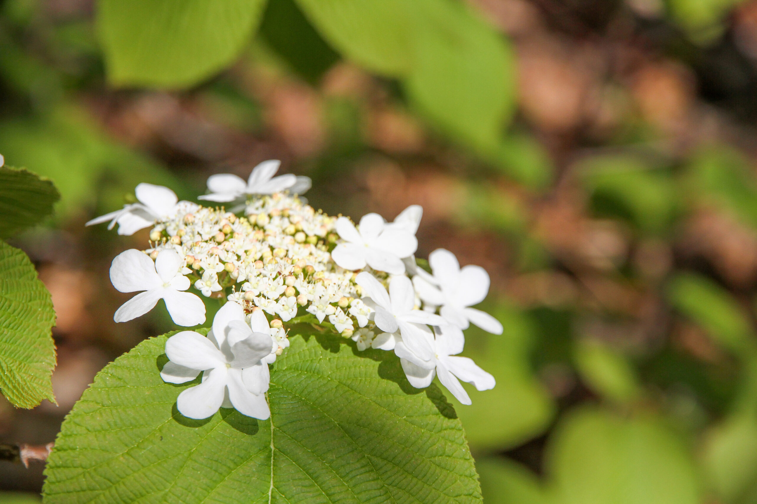 Community Forests International | Home