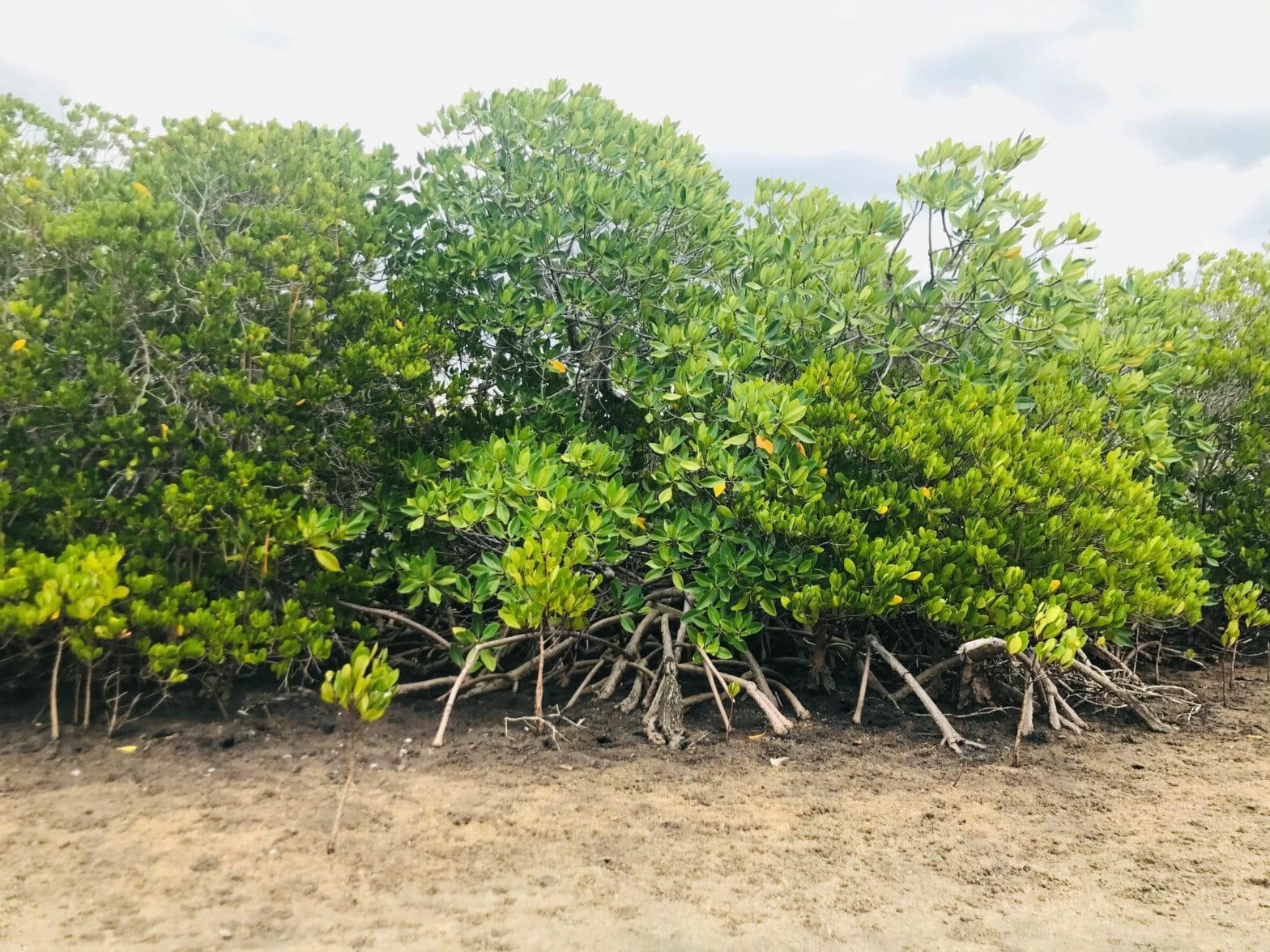 Photo of mangrove forests along coastline