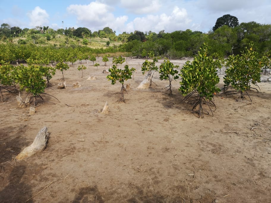 Restored mangroves near Milamba Village, Mozambique.