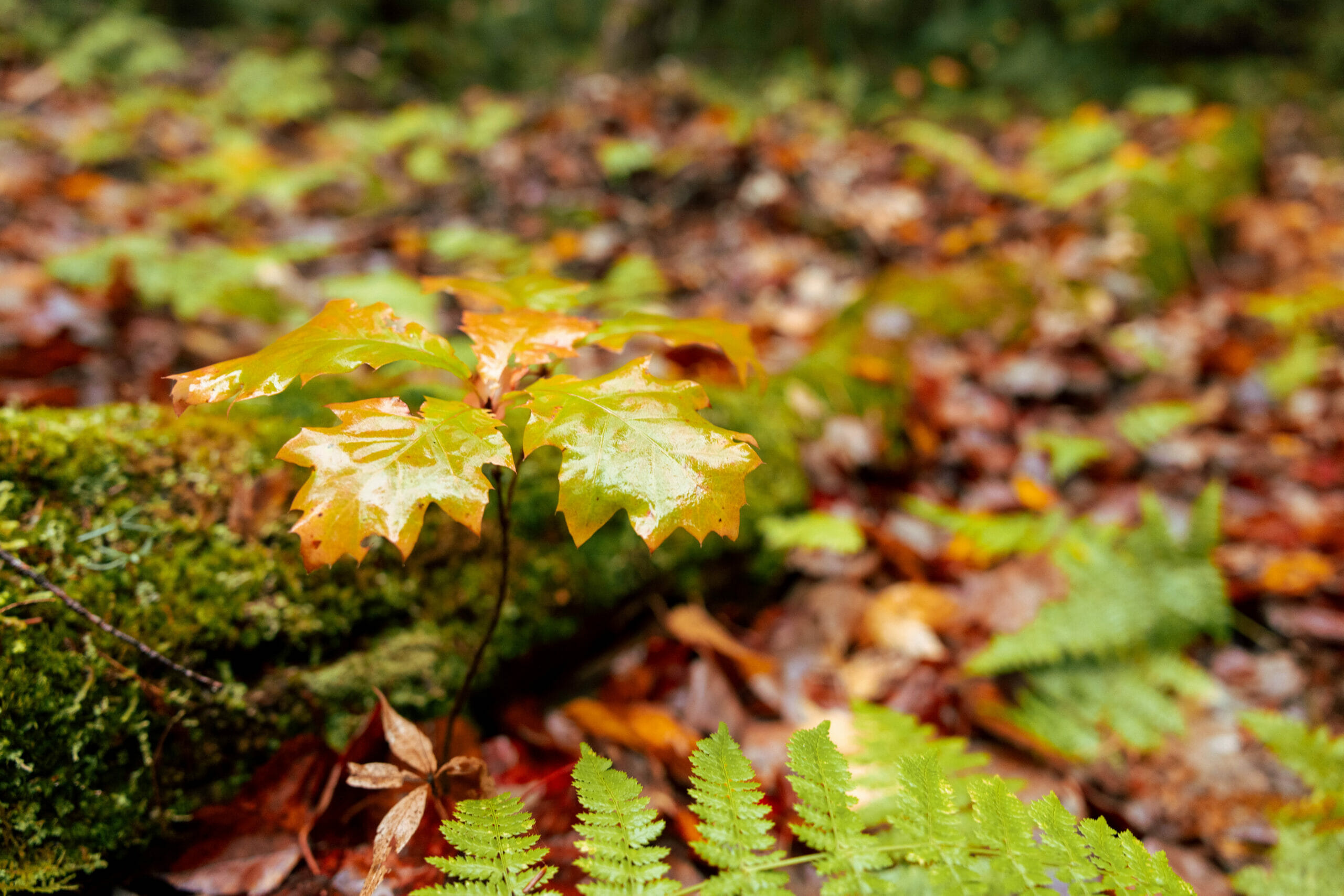 Close up photo of an oak tree seedling with moss covered log and leaf-covered forest floor. 