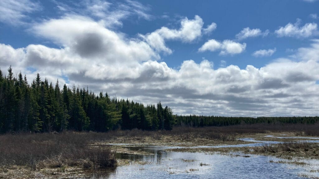 Photograph of a lake with tall dark green trees in the background.