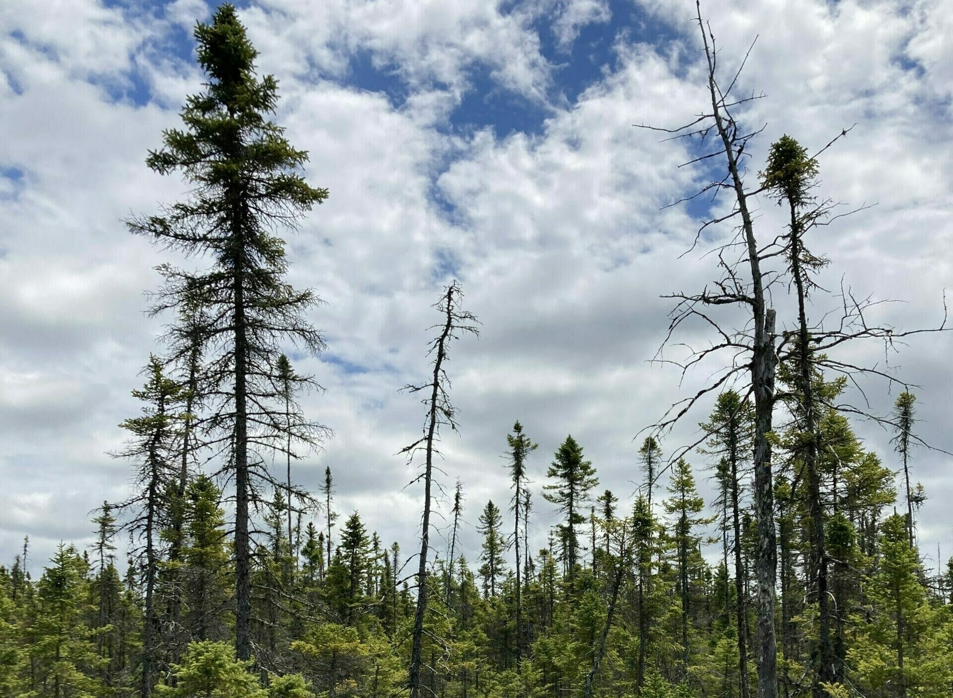 Photo of a mixed age forest with a diversity of trees and moss. A blue sky filled with white clouds in the background.
