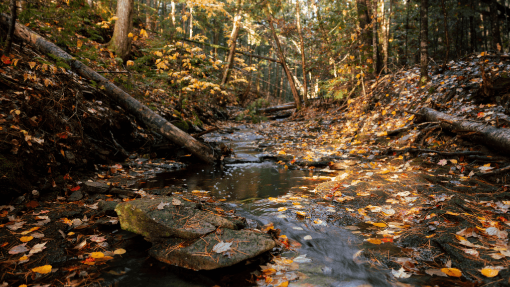 Water creak in the fall showing fallen leaves.